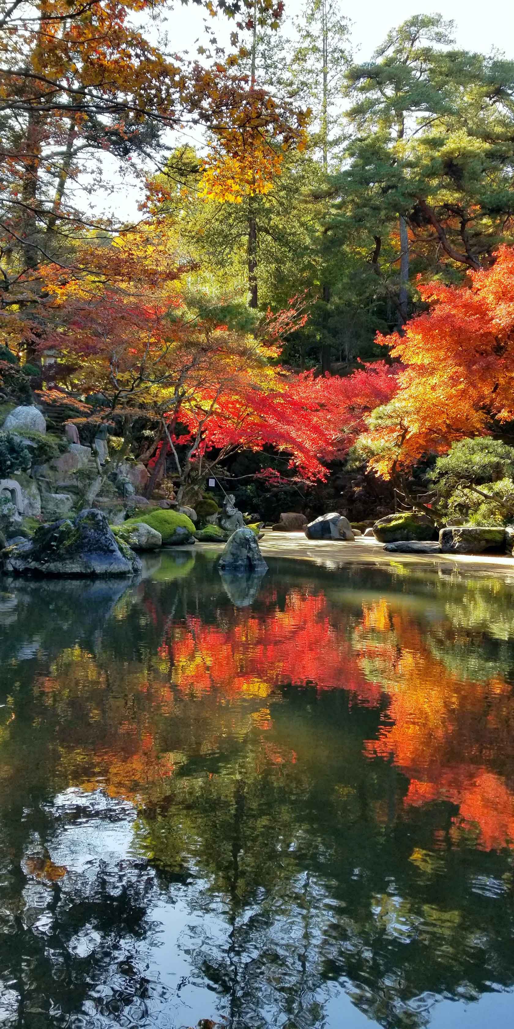 紅葉をライトアップした荘厳な眺めは一見の価値があります