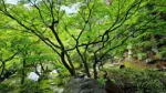 洞窟観音 徳明園
今朝(5/25)の庭園の様子です
.
本日10時から16時まで開園いたします
.
#洞窟観音 
#徳明園 
#japanesegarden 
#日本庭園 
#gunma
#takasaki 
#高崎 
#群馬県
#あおもみじ
#maplegarden