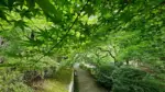 洞窟観音 徳明園
今朝(5/26)の庭園の様子です
.
本日15時まで開園いたします
.
#洞窟観音 
#徳明園 
#japanesegarden 
#日本庭園 
#gunma
#takasaki 
#高崎 
#群馬県
#あおもみじ
#maplegarden
