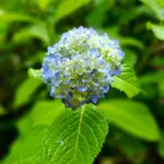 洞窟観音 徳明園 山徳記念館
アジサイの季節がはじまりますね。ここ数日でポツポツと咲き始めました
.
本日(6/3)10時から15時まで開園いたします
.
#洞窟観音 #徳明園 #アジサイ #梅雨の花 #hydrangeagarden #japanview #japanesegarden 
#tripjapan #takasaki #gunma