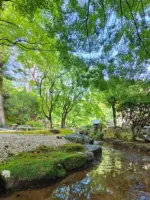 洞窟観音 徳明園
今朝(6/4)の苔庭の様子です
.
雨上がりで青もみじと苔の緑が目に気持ち良いです。本日10時から15時まで開園いたします
.
#洞窟観音 
#徳明園 
#japanesegarden 
#日本庭園 
#gunma
#takasaki 
#高崎 
#群馬県
#あおもみじ
#maplegarden
#mossgarden 
#takasakistation