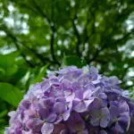 洞窟観音 徳明園 山徳記念館
今朝(7/5)の庭園です
.
本日16時まで開園いたします
.
.
#洞窟観音 #徳明園 #アジサイ #梅雨の花 #hydrangeagarden #japanview #japanesegarden 
#tripjapan #takasaki #gunma